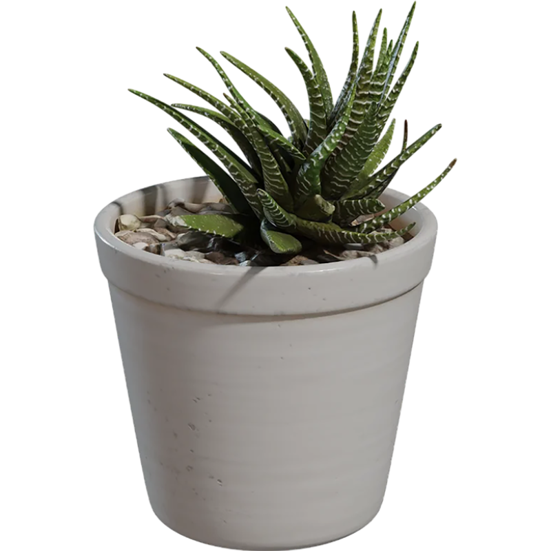 Landscape sketch plant aloe potted model