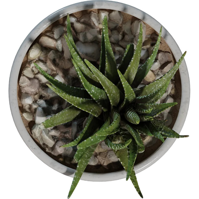 Landscape sketch plant aloe potted model