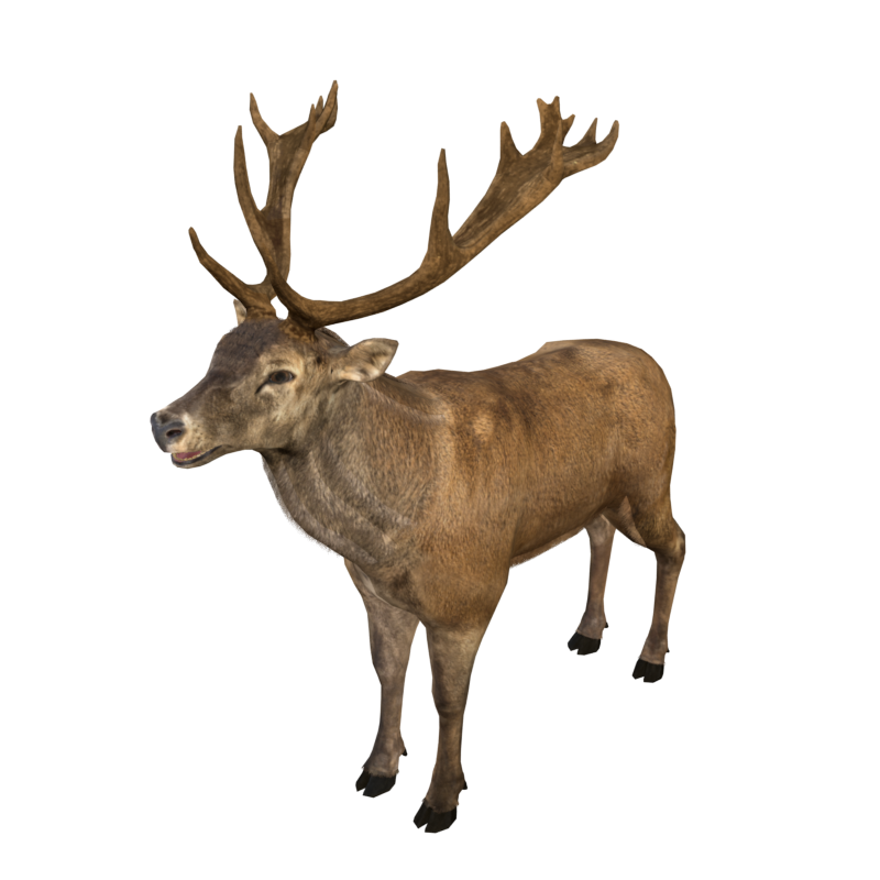 Wild Animal Elk Static 3D Model