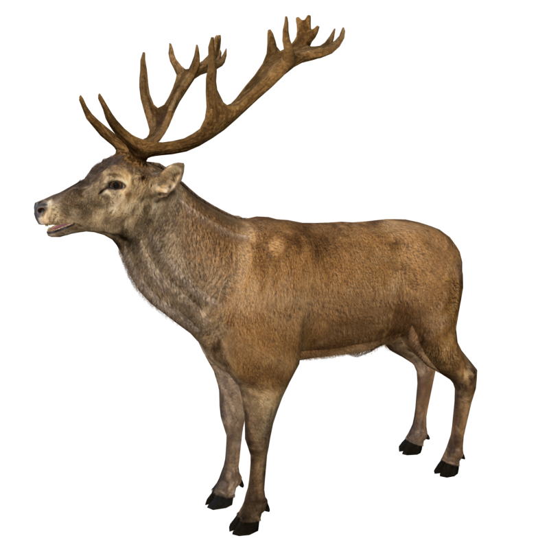 Wild Animal Elk Static 3D Model