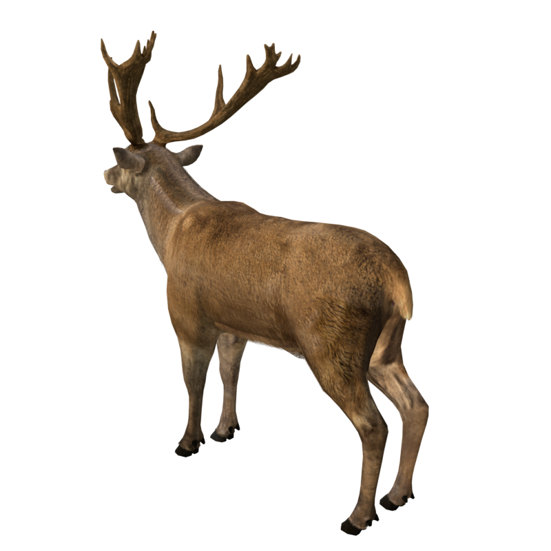 Wild Animal Elk Static 3D Model