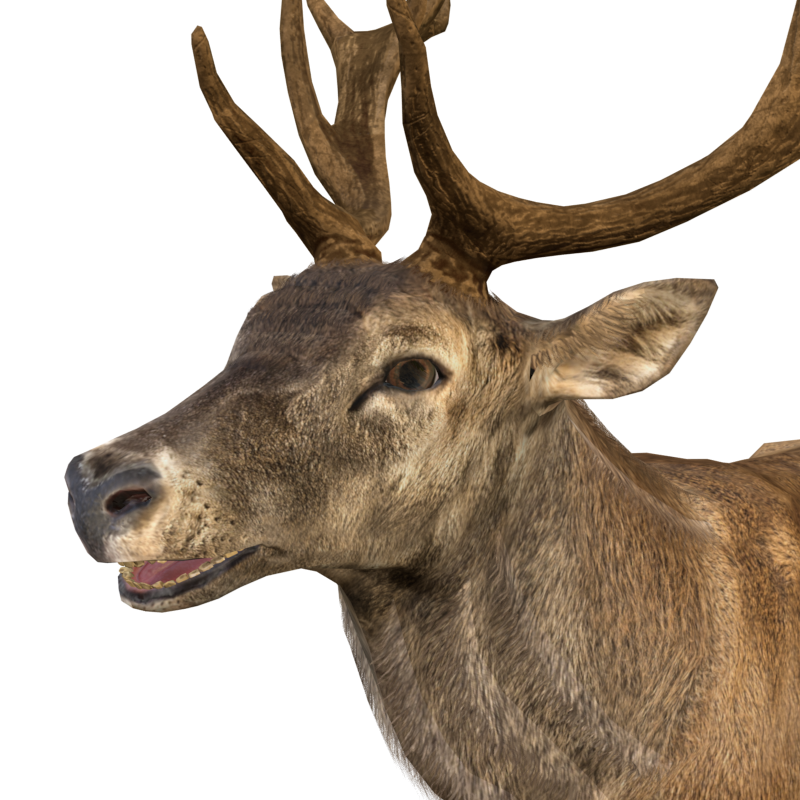 Wild Animal Elk Static 3D Model