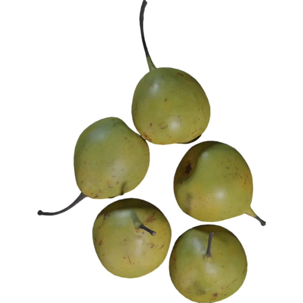 Food Vegetable Fruit Pear 3D Model