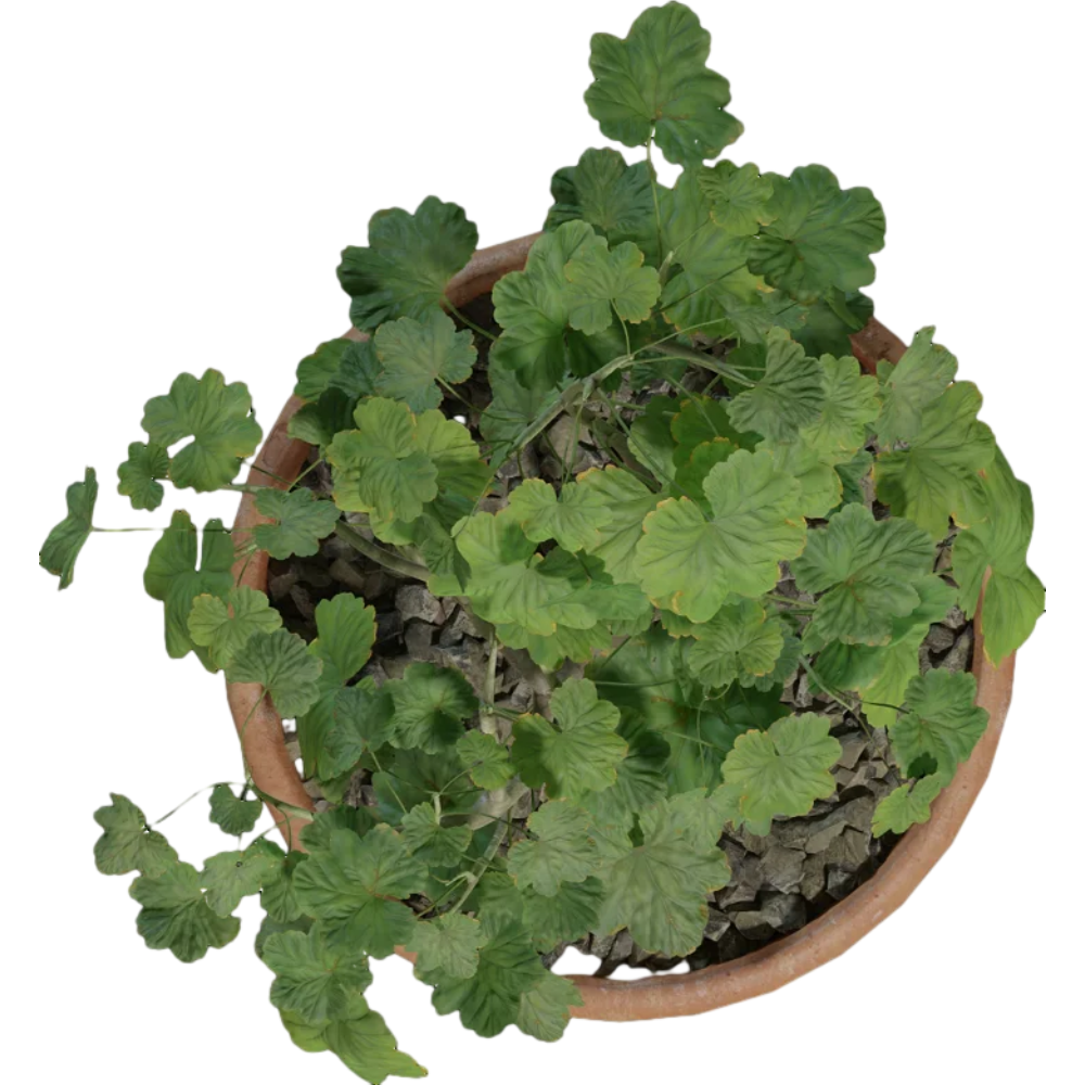 Potted plant sketch decorative plant 3D model