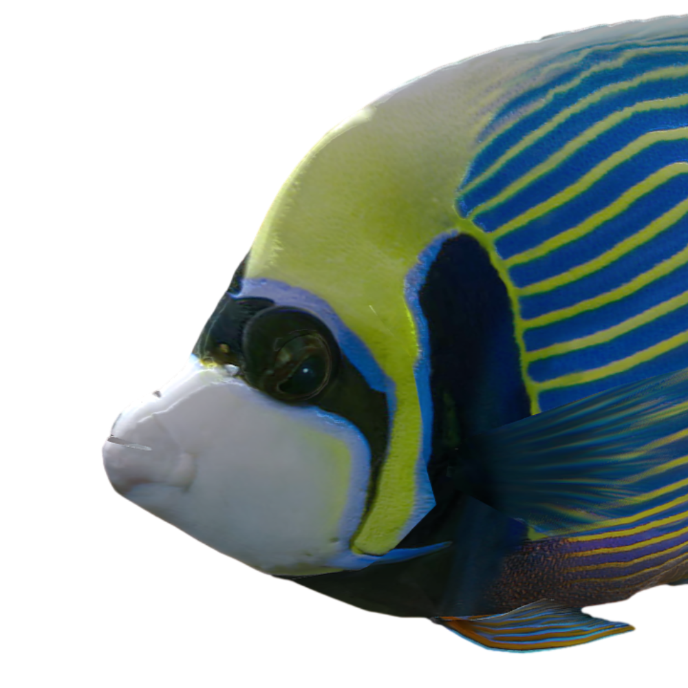 Colorful Realistic Master Spiny Cap Fish 3D Animation Model