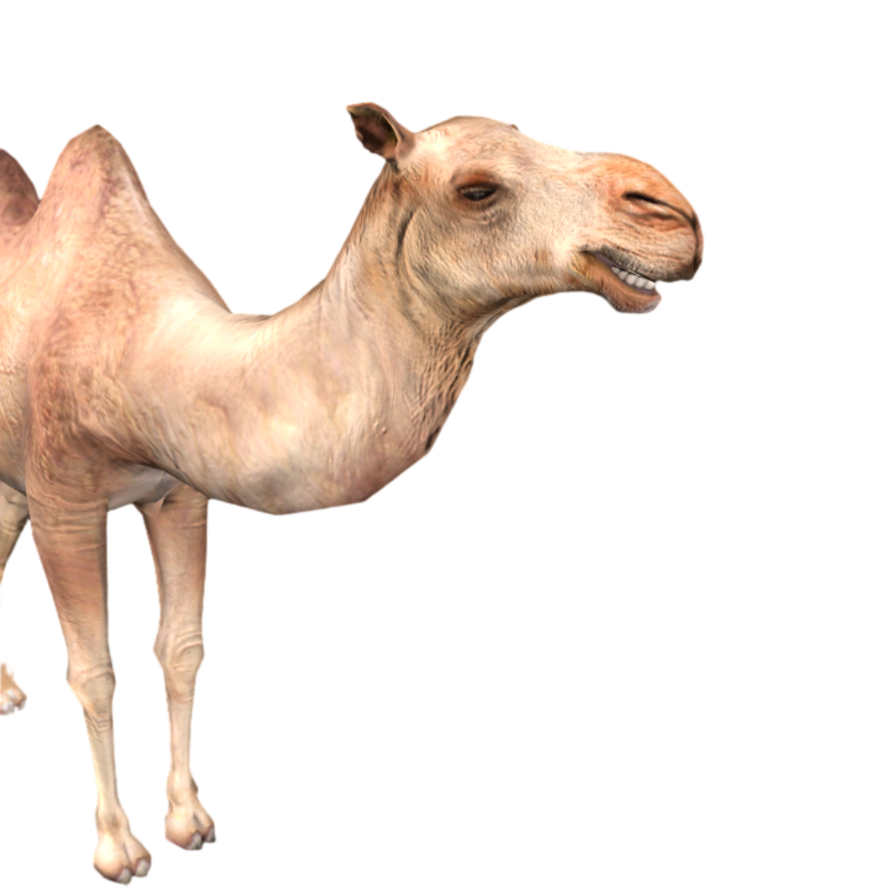 Realistic Desert Camel AR Animation 3D Model