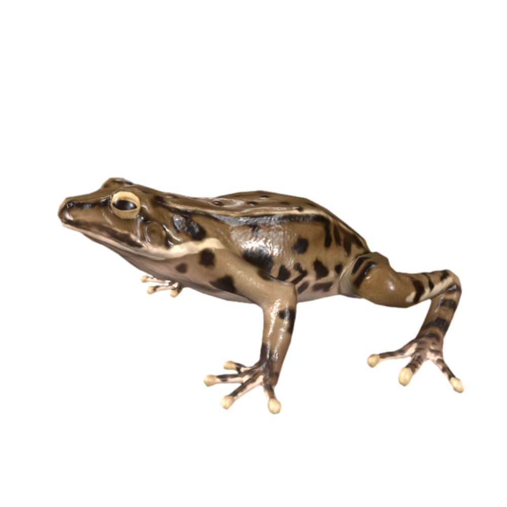 Brown Frog Resting 3D Animated Model
