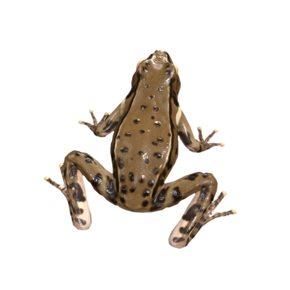 Brown Frog Resting 3D Animated Model