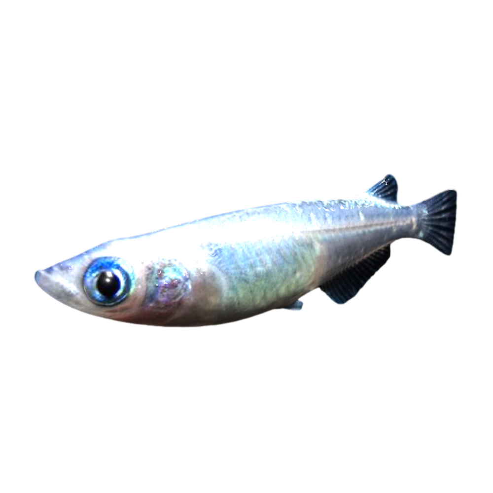 Blue small fish swimming 3D model