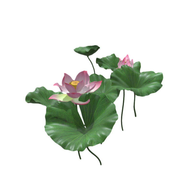 pond lotus leaf lotus aquatic plants 3D model