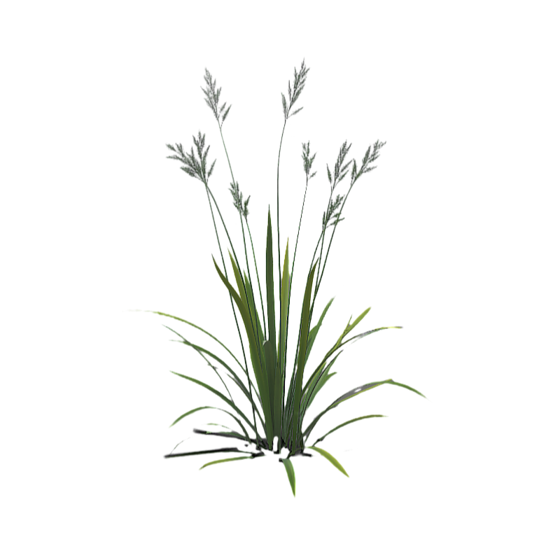 Waterside growing plants aquatic plants 3D model