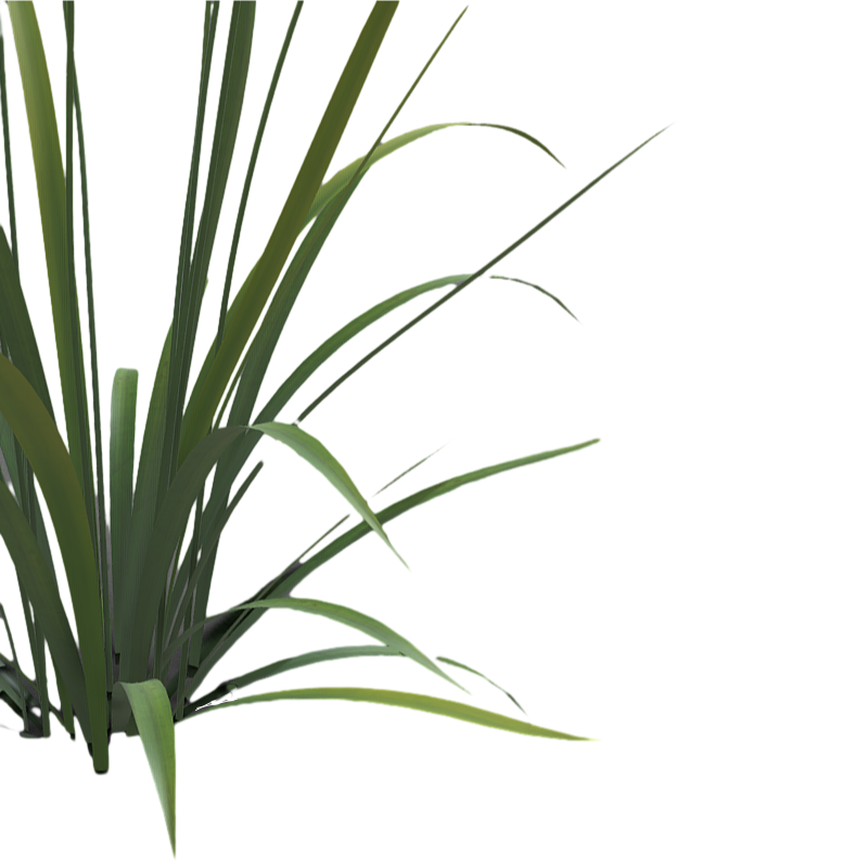 Waterside growing plants aquatic plants 3D model