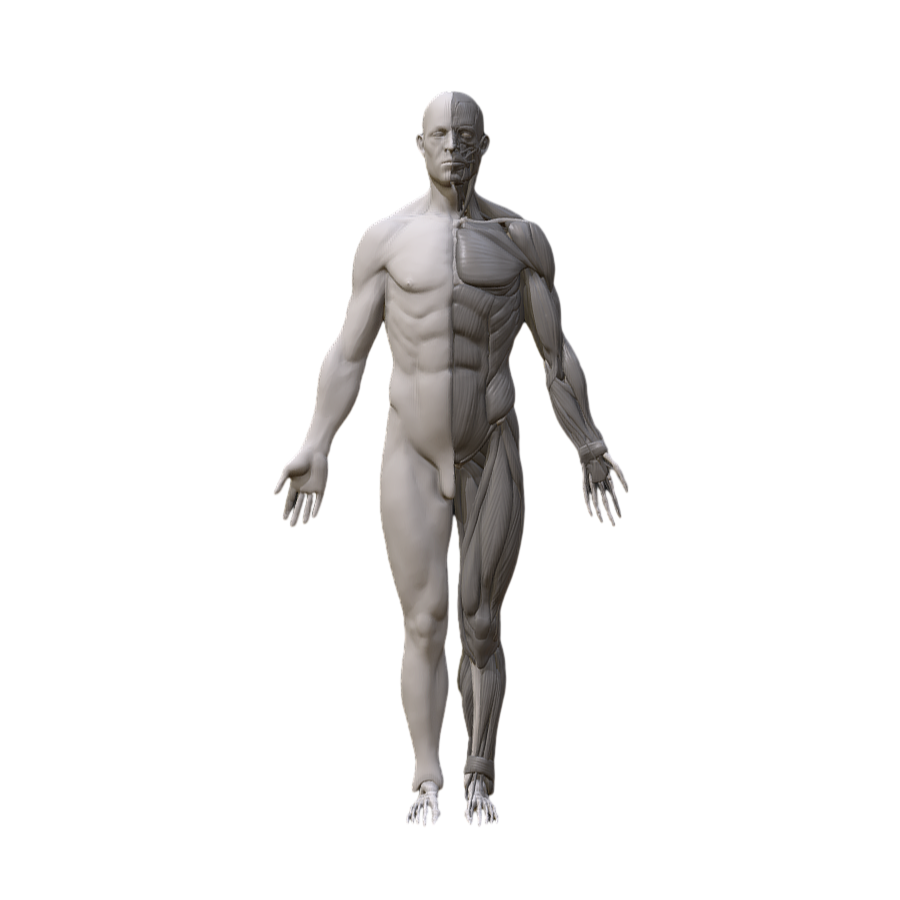 Medical Art Human Anatomy Reference Model