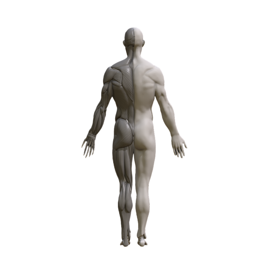 Medical Art Human Anatomy Reference Model