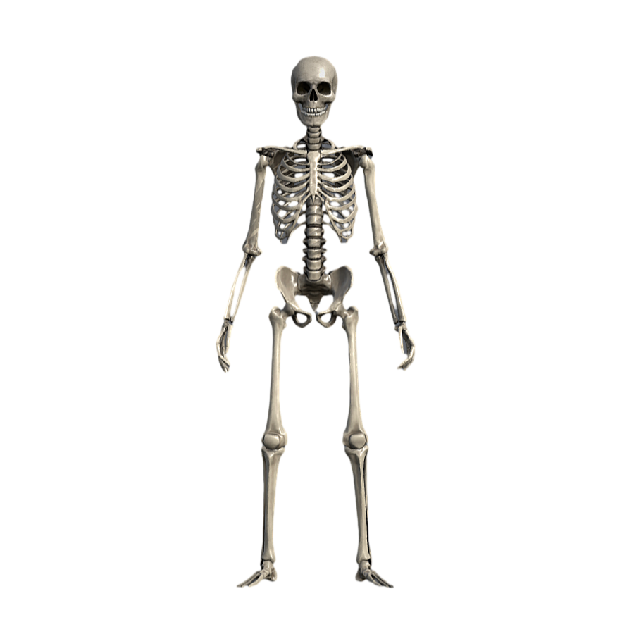 Human skeleton medical art reference 3D model