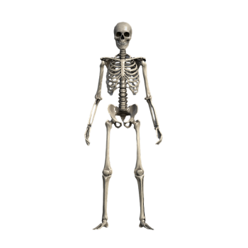 Human skeleton medical art reference 3D model