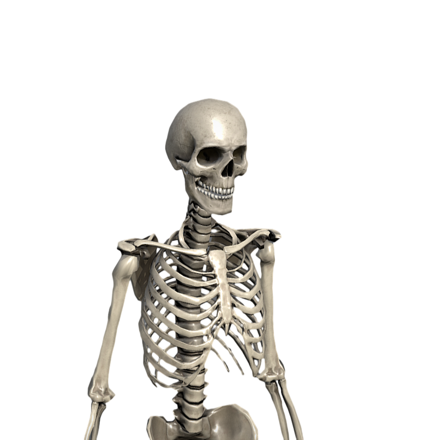 Human skeleton medical art reference 3D model