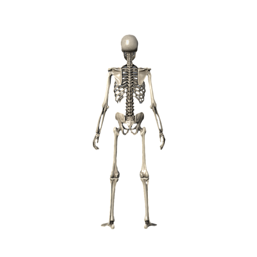 Human skeleton medical art reference 3D model
