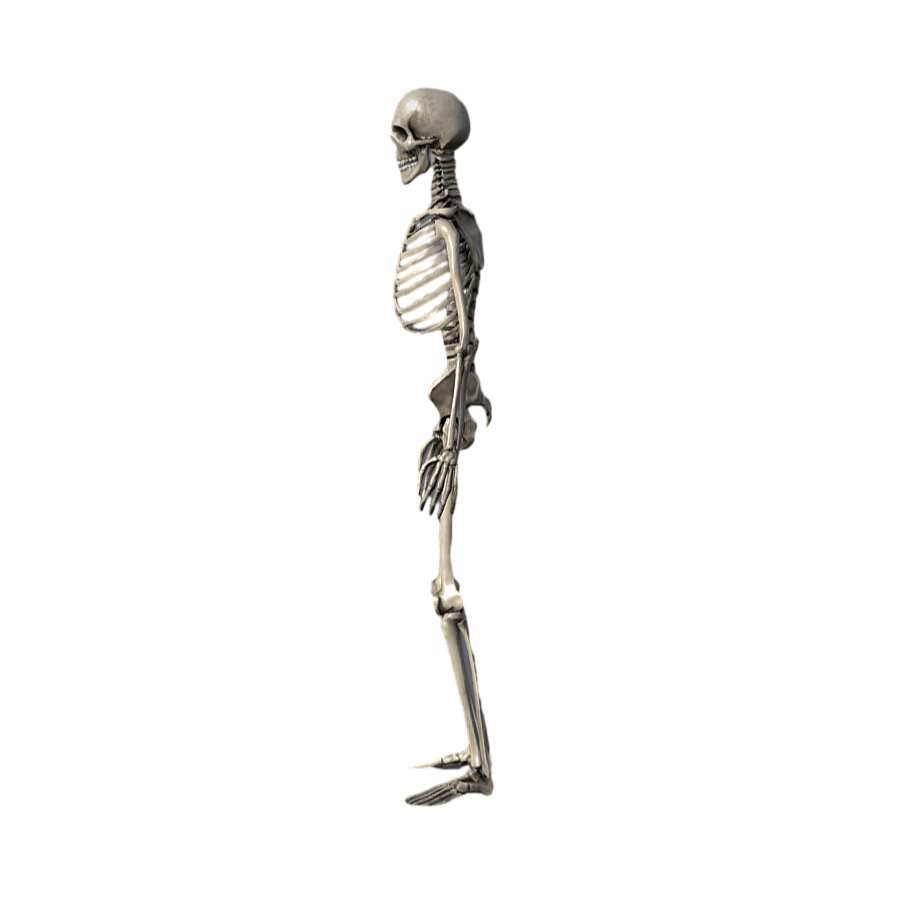 Human skeleton medical art reference 3D model