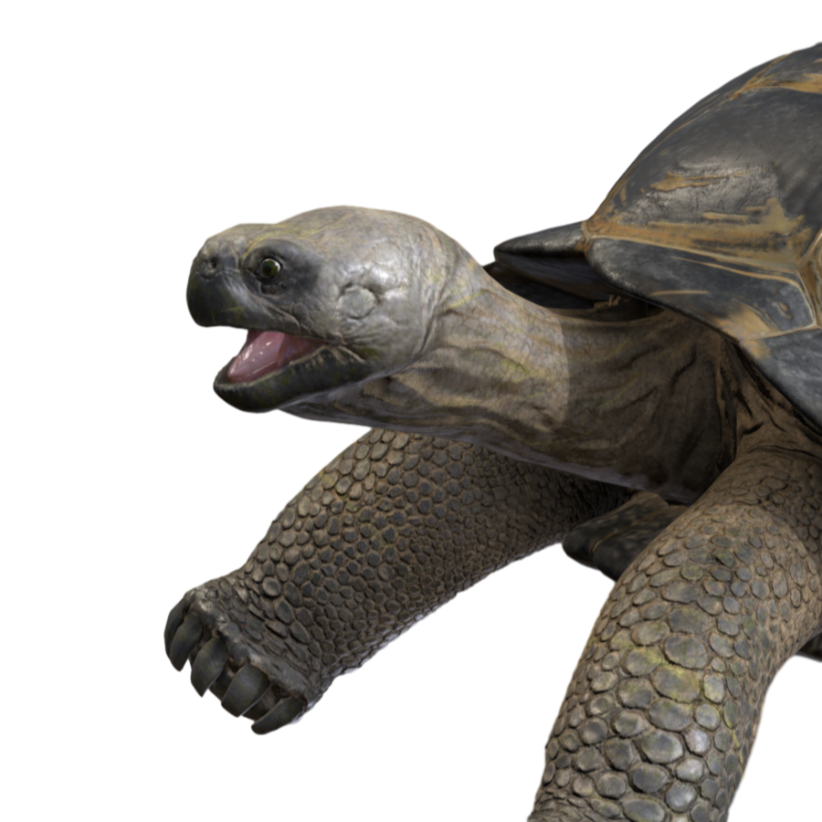 Galapagos Tortoise 3D Model