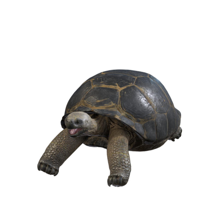 Galapagos Tortoise 3D Model