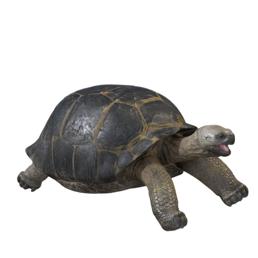 Galapagos Tortoise 3D Model