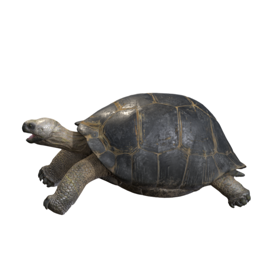 Galapagos Tortoise 3D Model