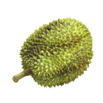 Realistic Food Tropical Fruit Durian 3D Model
