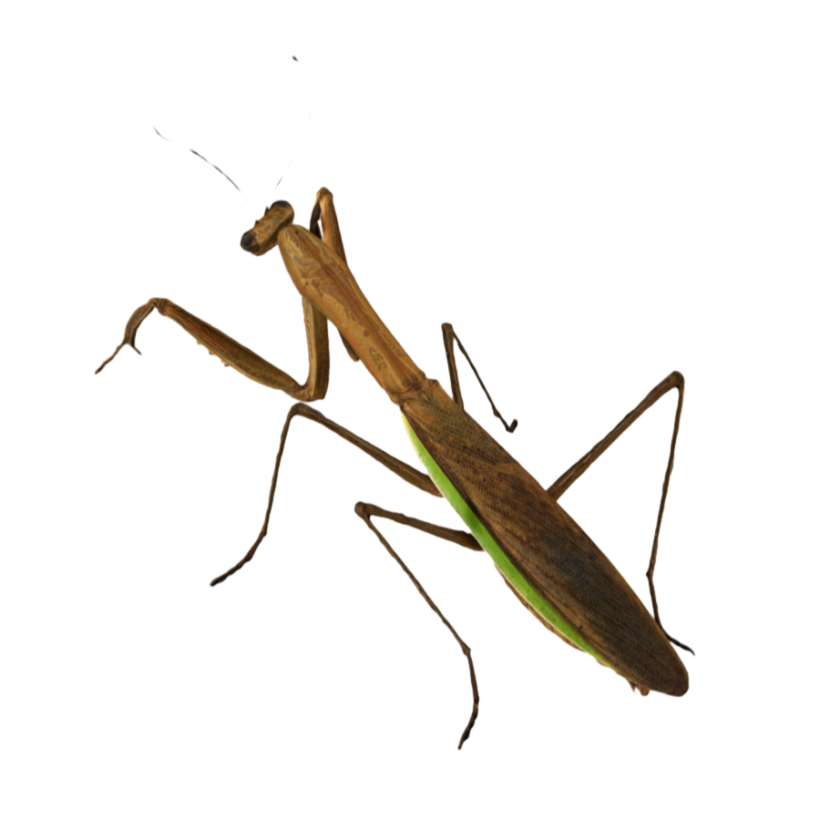 3D scanned insect mantis model