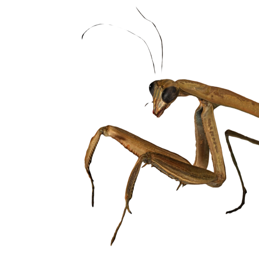 3D scanned insect mantis model