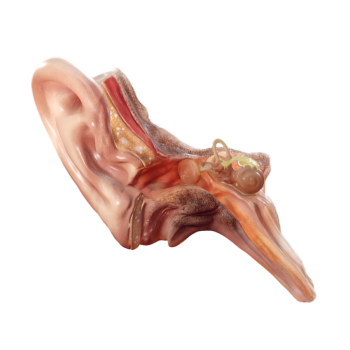 Figure Medical Anatomy Ear 3D Model