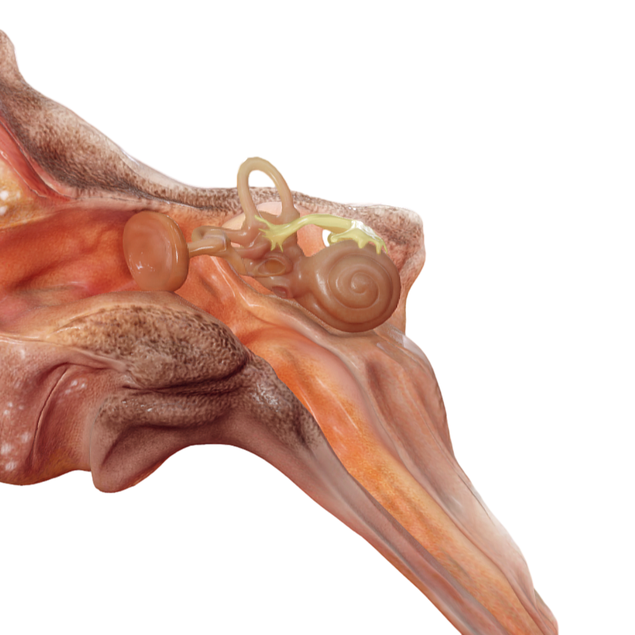 Figure Medical Anatomy Ear 3D Model