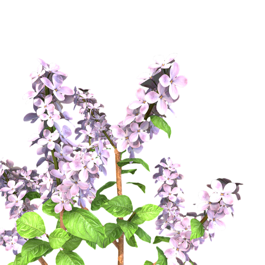 Purple Shrub Flower Plant 3D Model