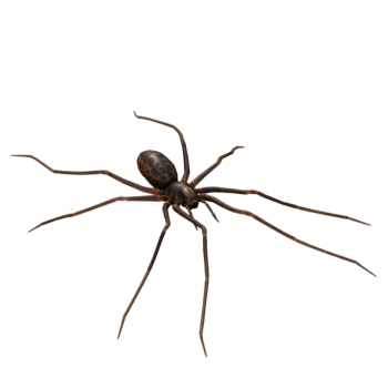 Horror Foot Spider 3D Model