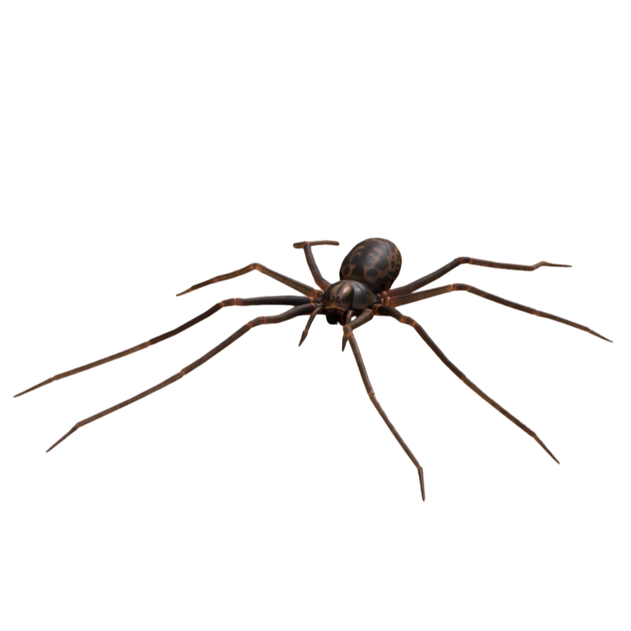 Horror Foot Spider 3D Model