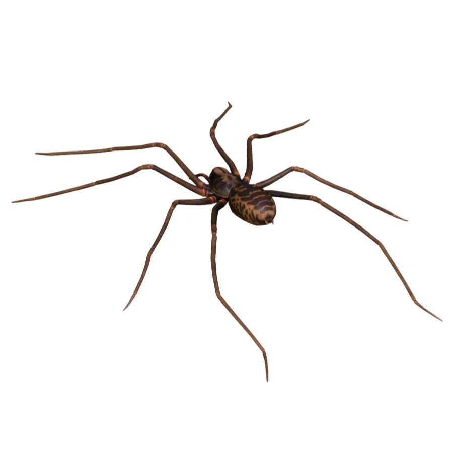 Horror Foot Spider 3D Model