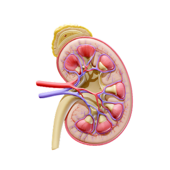 Figure Medical Anatomy Kidney 3D Model