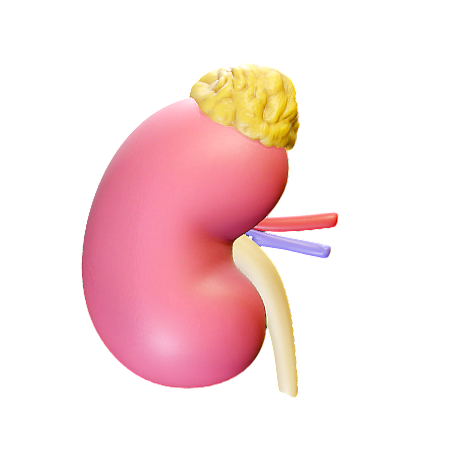 Figure Medical Anatomy Kidney 3D Model