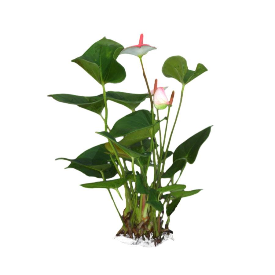 Red Liriodendron Aquatic Plant 3D Model