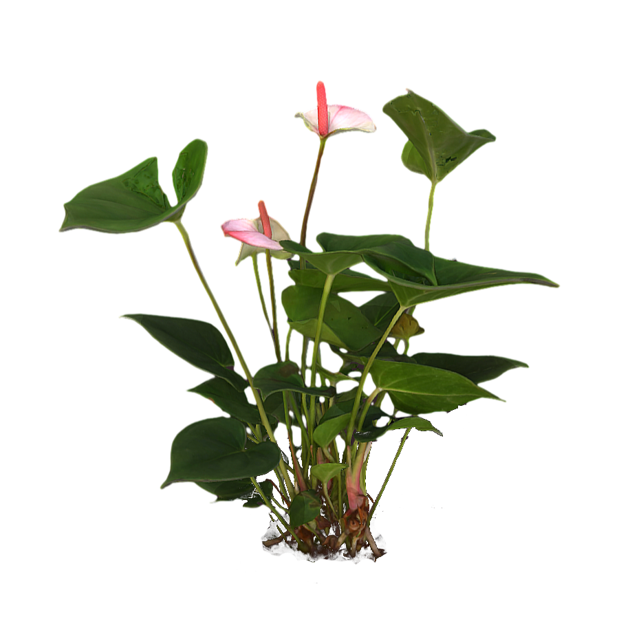 Red Liriodendron Aquatic Plant 3D Model