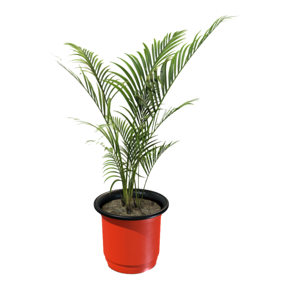 Plant Potted Living Room Sargasso Green Plant Interior Decoration