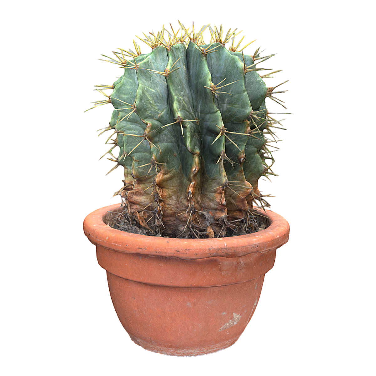 Soil Fei succulent cactus potted plant