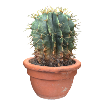 Soil Fei succulent cactus potted plant