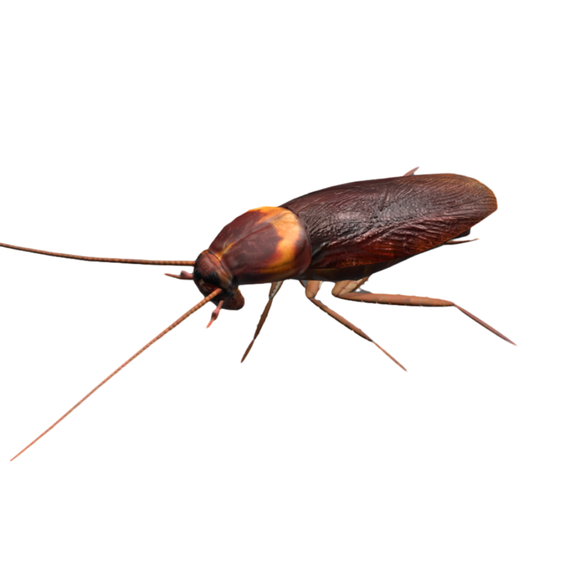 a cockroach
