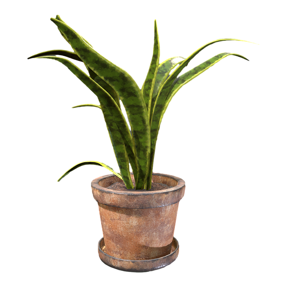 Golden Tiger Piran Indoor Living Room Office Desktop Evergreen Potted Plant