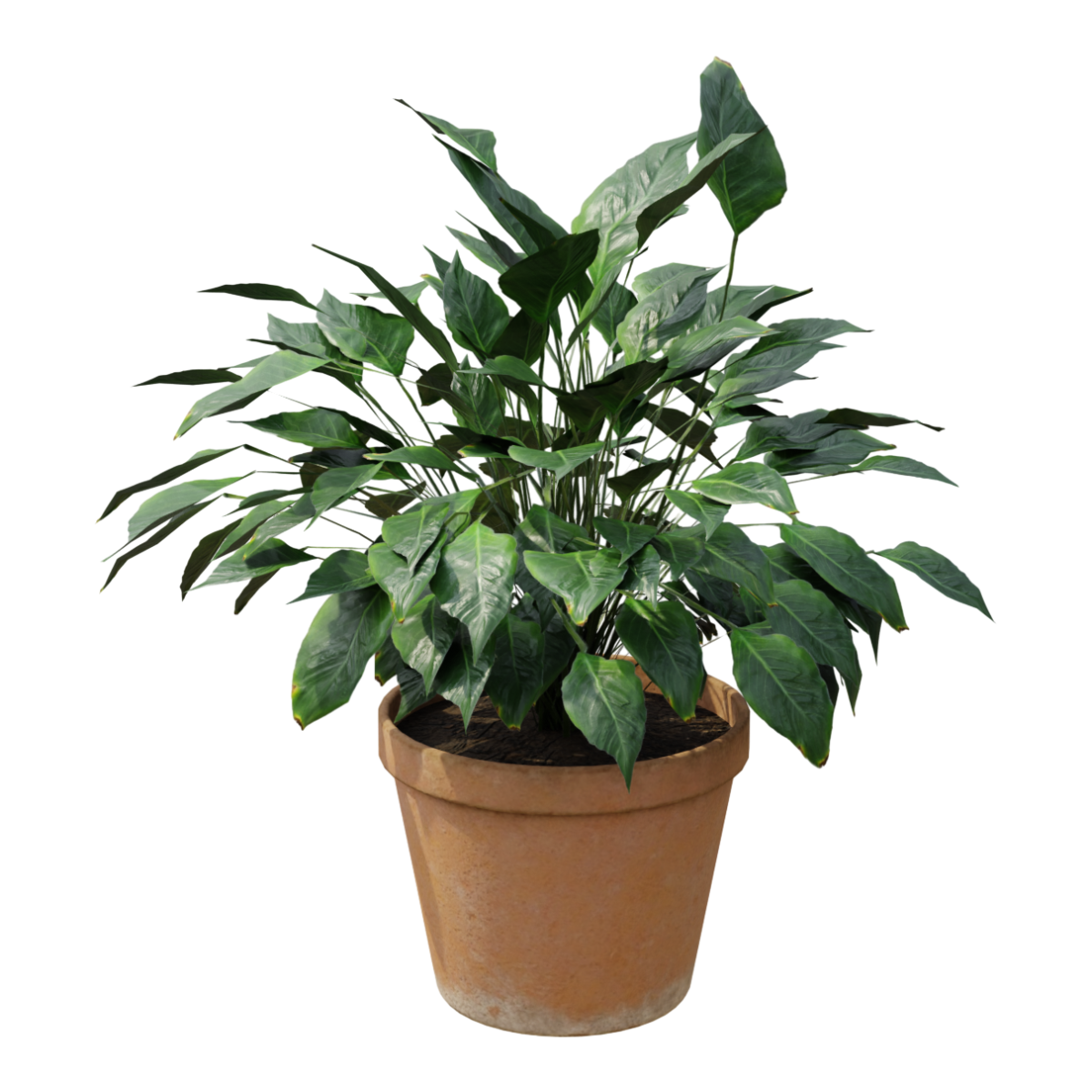 Peace Lily Potted Green Plant Garden Scenery Decorative Flowers
