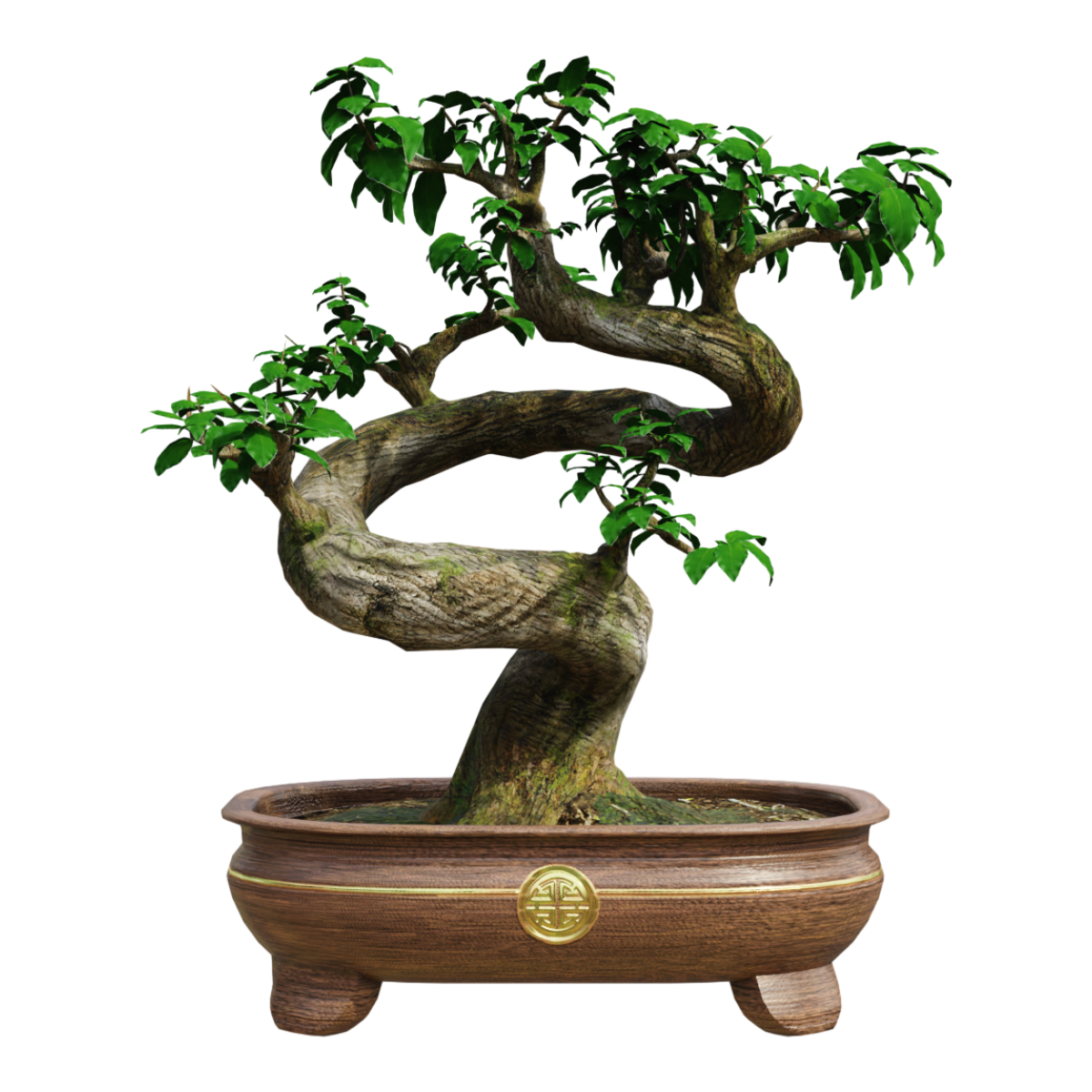 Bonsai plants, potted plants, decorative flower pots, horticultural green plants