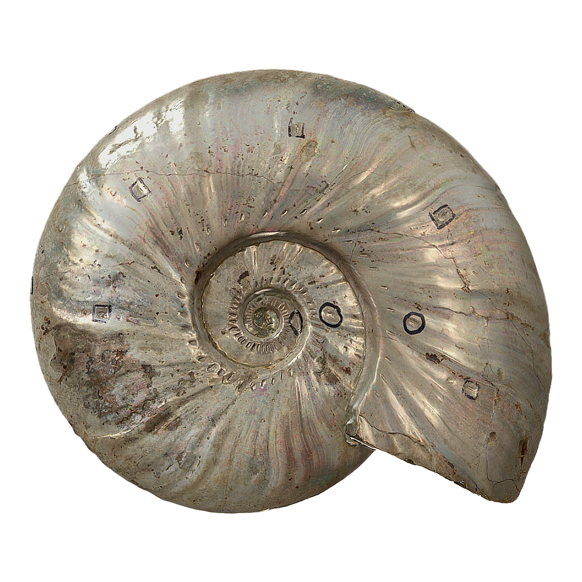 Lower Cretaceous nautilus fossils (Madagascar ammonites)