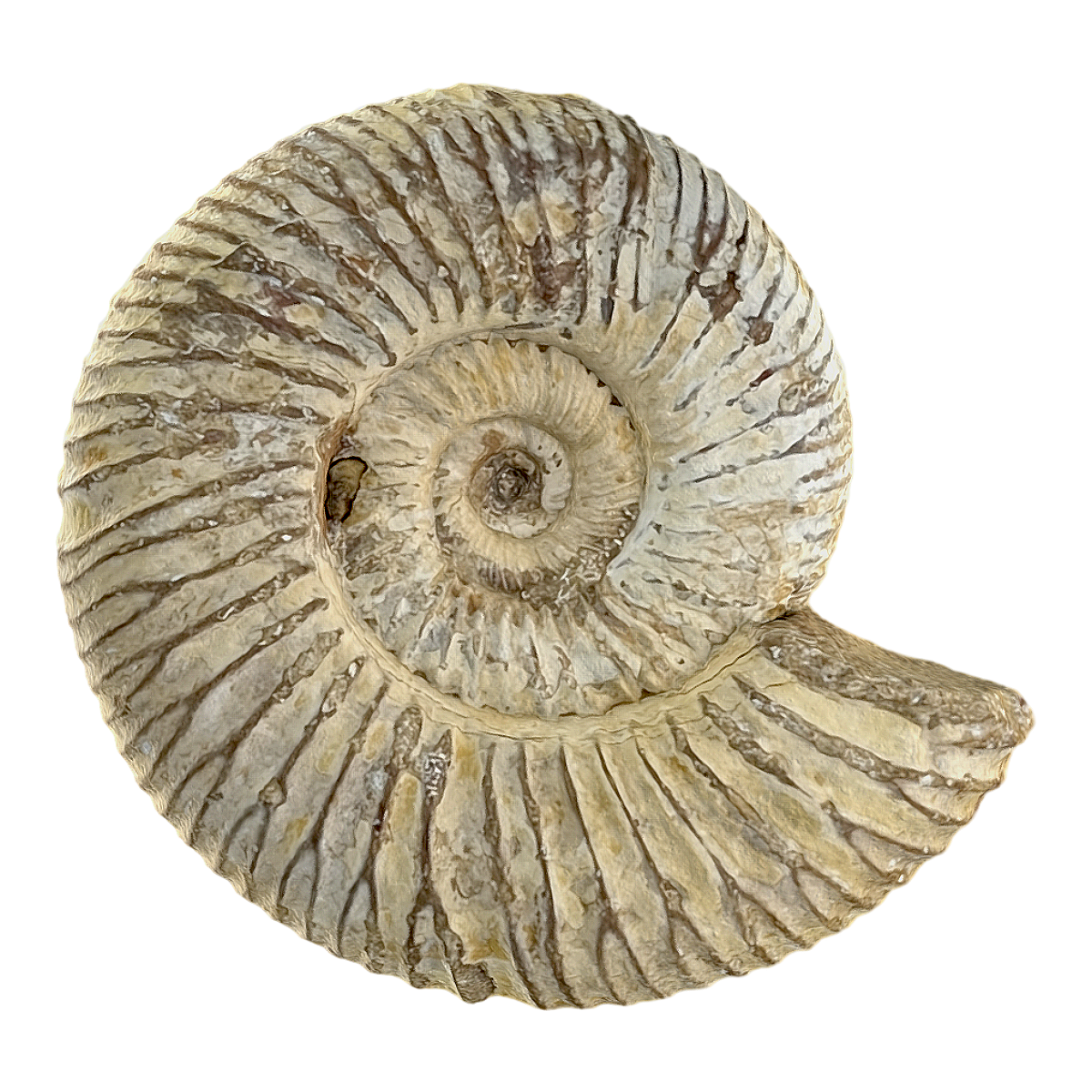ammonite fossil