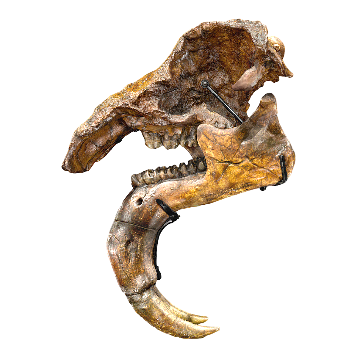 Gypsum model of terror elephant skull